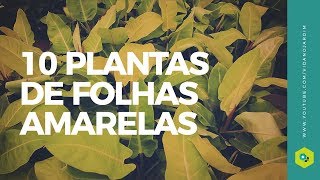 10 LINDAS PLANTAS com FOLHAS AMARELAS [upl. by Ivan]