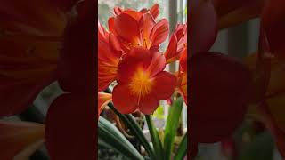 Floraison de Clivia flowering цветение Кливии цвітіння Клівії [upl. by Annairt]