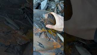 Finding Fossil Bones Squid And Cephalopods 😱🦖🔨 [upl. by Charters515]