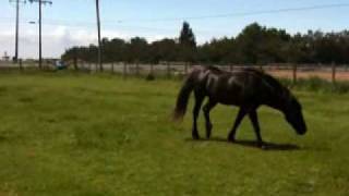 4 of 6  Stallion Mustang Stealing Mares For His Herd  Horse Herd Behavior  Mares Dont Run Herds [upl. by Assenal]