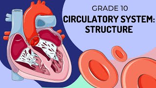 Structure of the Circulatory System [upl. by Nidia]