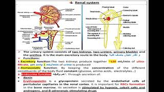 7 Renal system Physiology شرح بالعربي [upl. by Einamrej538]