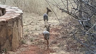 Safari Experience Close Encounter with Kirk’s DikDiks at lodge Samble National Reserve [upl. by Raina]