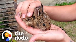 Family Of Tiny Bunnies Rescued From Storm Grate  The Dodo [upl. by Ahsaelat]