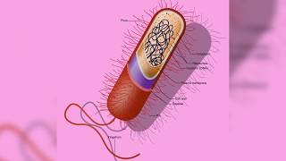 A prokaryote is a unicellular organism that lacks a membranebound nucleus mitochondria [upl. by Ahsetra]