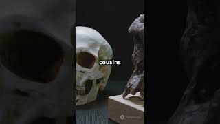 From Hominins to Homo Sapiens A Quick Evolution Journey shorts ytshorts youtubeshorts [upl. by Asik]