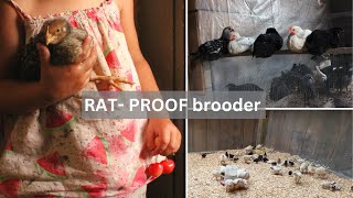 How I built a ratproof brooder on our homestead [upl. by Lyris839]