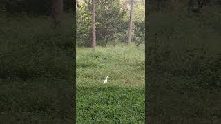 Cattle egret [upl. by Lori]