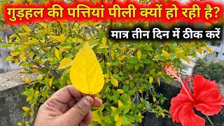 पाैधे के पत्ते का पीले पड़ने का करण ओर उसका समाधान  5 Reasons why Yellowing of Leaves is Occurring [upl. by Roydd]