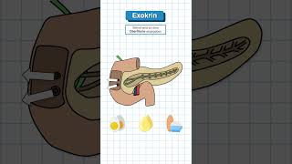 Das Pankreas in 60 Sekunden erklärt medizinstudium anatomie [upl. by Lacy]