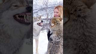 WOLFGIRL  WOLF FIGHT Real Sound Effects from Norway  wolfgirl wolf wolves wolfhowling [upl. by Sirotek]