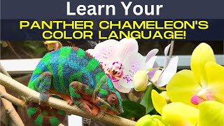 Your Panther Chameleons Color Language [upl. by Ydnih]