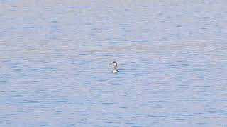 Rednecked Grebe Portland Harbour 27th October 2024 [upl. by Sheppard27]