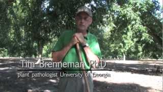 Tim Brenneman PhD plant pathologist [upl. by Telfore941]