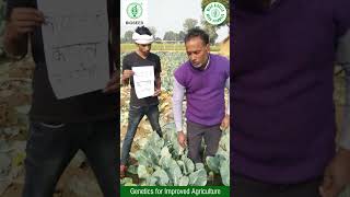 Shriram Bioseed Hybrid Cauliflower agriculture farming [upl. by Kareem]