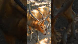 Pere Davids Deer Elaphurus davidianus in Deer Family Cervidae  Observed in Description [upl. by Strephonn]