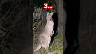 Hop and Sing Along  I am a Kangaroo 🦘🦘 children rhymes rhymesforkids kangaroo kidssong [upl. by Sosthena]