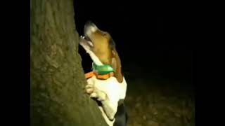 Dog screaming near a tree like a human meme [upl. by Halsey]