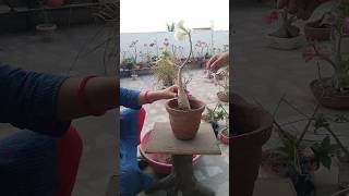 Repotting flowering adenium [upl. by Ayrad]