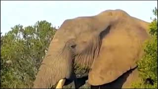 Wild Documentary LIFE Elephant [upl. by Fechter430]