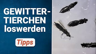 Thripse effektiv bekämpfen 🪰 Tipps gegen GEWITTERTIERCHEN [upl. by Dadelos]