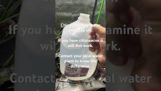 How to grow palm trees indoors from seed  Watering  Chlorinated water [upl. by Olivia923]