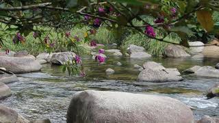 Sonidos de Grillos🦗 Ranas🐸 Aves🐦y Agua fluyendo en el bosque🏞️HD [upl. by Jilleen151]