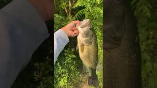 Fr a toad fishing youtubeshorts bassfishing [upl. by Siramad]