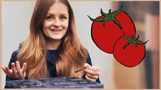 Tomaten im Haus aussäen und vorziehen 🍅 [upl. by Tine]