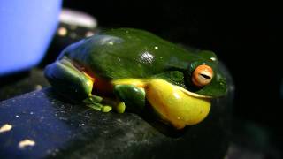 Orange Thighed Frog Litoria xanthomera HD [upl. by Kapor710]