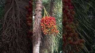 Foxtails fruit j4vlogs shortvideo shorts [upl. by Nnybor]