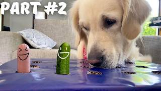 My Dog’s 2 Reaction to the Hot Dog Challenge  Dog Tries the Wiener Challenge [upl. by Turmel967]