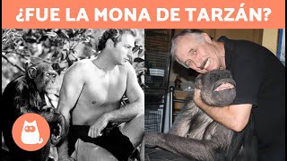 🦧🐒 La historia de la CHIMPANCÉ más LONGEVA del MUNDO  Chita [upl. by Hunt]