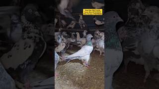 Lall Aankh Ke Border Wale Saharanpuri Kabootar pigeon jaikabootar jaikabootar jaykabuatr [upl. by Engen151]