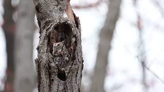 Eastern Screech Owl Call [upl. by Dygert]