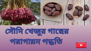 দেখুন সৌদি খেজুরের পরাগায়ন পদ্ধতি। Soudi khejur er poragion podhoti Soudikhejurvideoagro [upl. by Aneert]