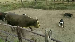 Loading Rank Rodeo Bulls with Satus Eva Brick and Kate [upl. by Maurita]