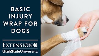 Basic Injury Wrap for Dogs [upl. by Coulson677]