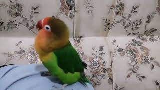 Talking Brazilian parrot give a kiss [upl. by Nylidnam491]