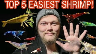 The Top 5 Easiest Shrimp Species to Keep amp Care For Great Breeders Algae Eaters amp Waste Cleaners [upl. by Pihc881]