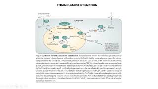 Ethanolamine Utilization [upl. by Amberly]