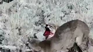 bobcat attack catbobcat attacks husky bobcat vs raccoon bobcat vs coyote [upl. by Jolanta744]