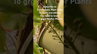 Learn all the secrets to growing pitcher plants at carnivorous plant help shorts [upl. by Richella]