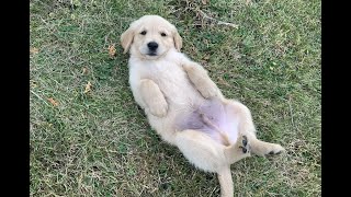 Golden Retriever Puppies for Sale [upl. by Gapin]