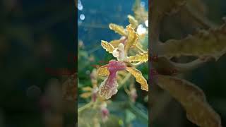 Oncidium Baipai [upl. by Anawit]