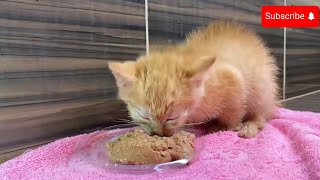 Kitten’s Brave Rescue A Second Chance at Life 🐾❤️ Witness this Heartwarming Story KittenRescue [upl. by Gherlein]