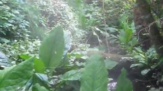 Large Leaf Native Plants [upl. by Ledah357]