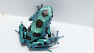 Species Spotlight Ep3  Dendrobates auratus [upl. by Drugi]