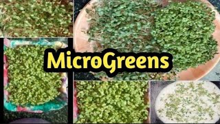 How to prepare MicroGreens without soil water at home easily Grow Healthy MicroGreens at home [upl. by Feer]