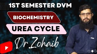 Urea Cycle  Very Simple Method  Biochemistry  1st Semester DVM  Dr Zohaib Lectures [upl. by Eynaffit]